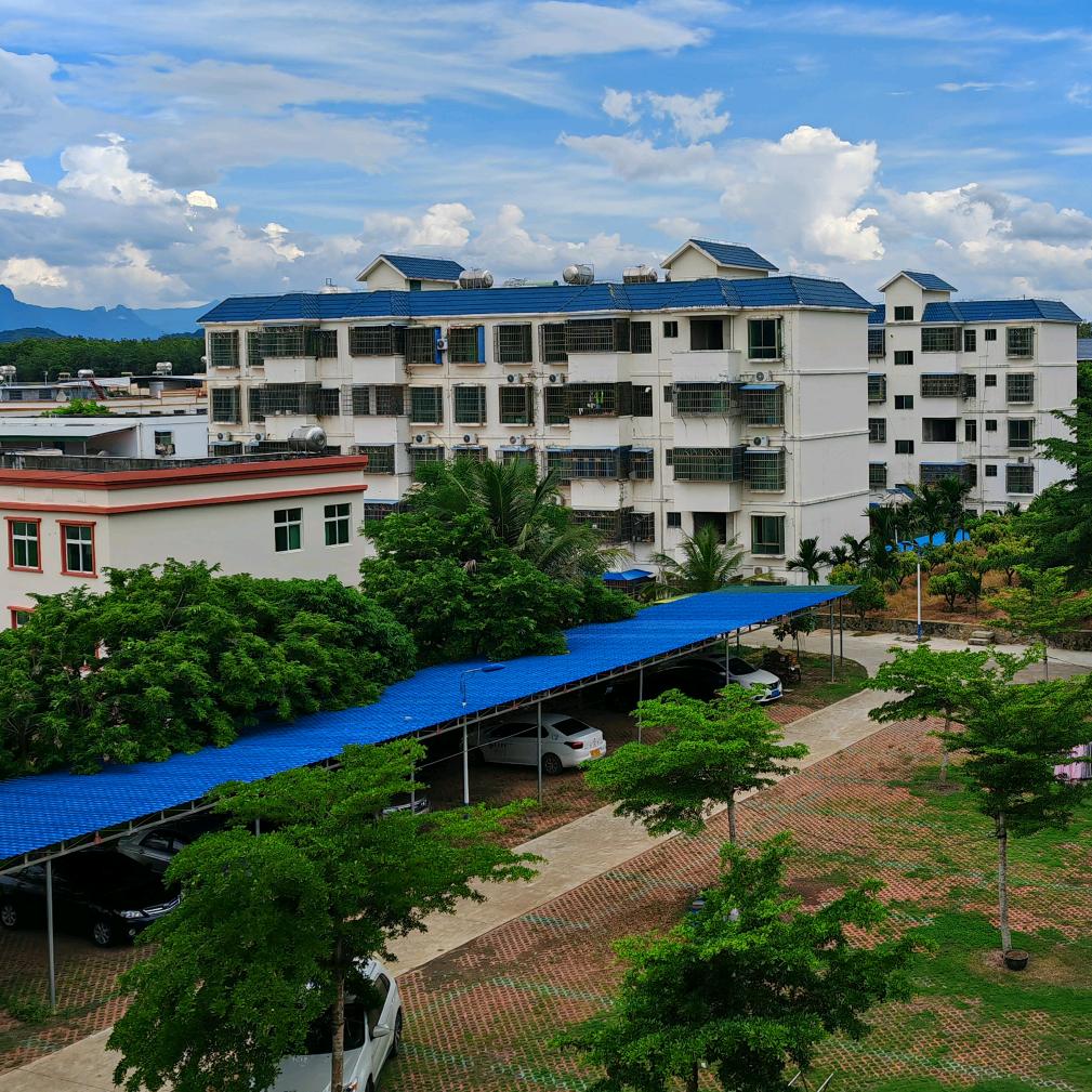 杨杨