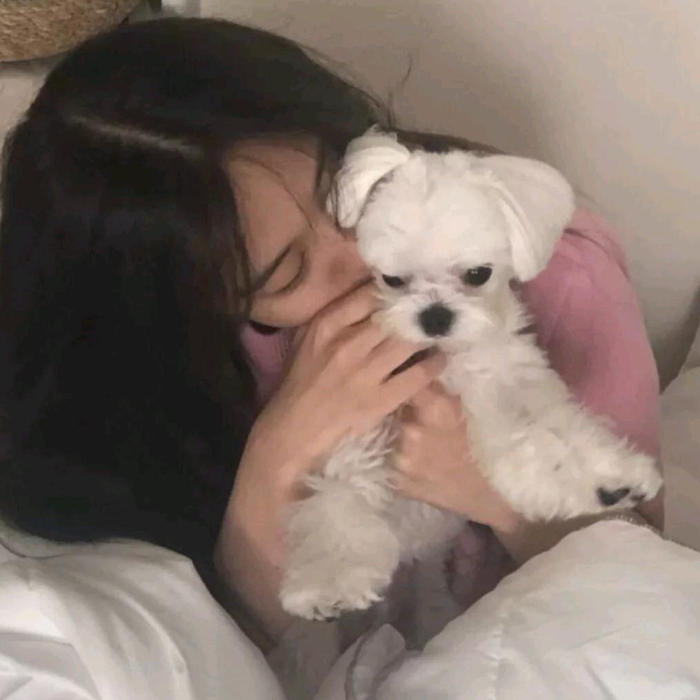 重生之懒羊羊大王