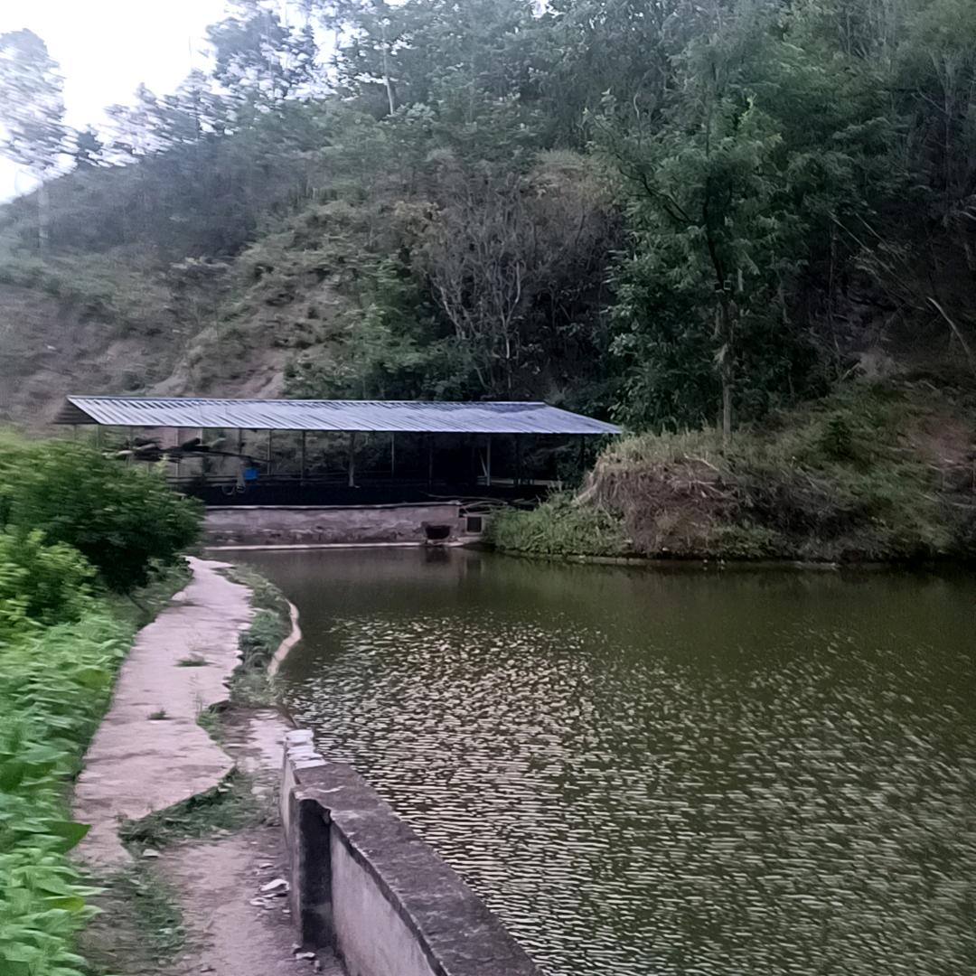养殖山羊