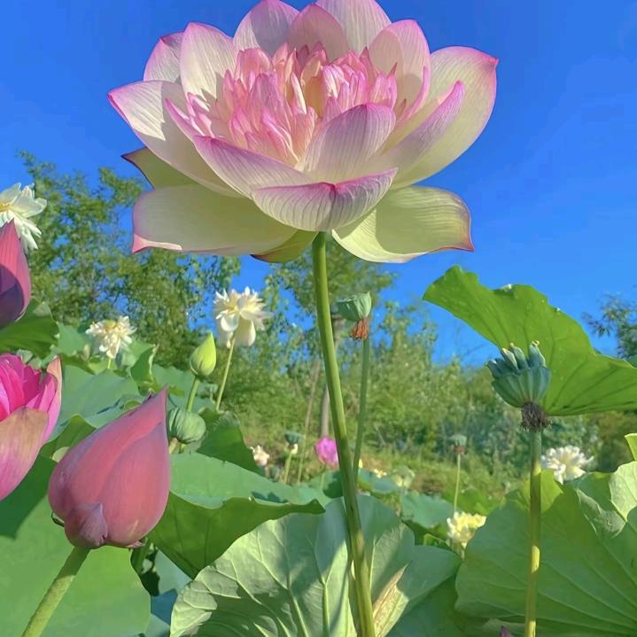 秀秀