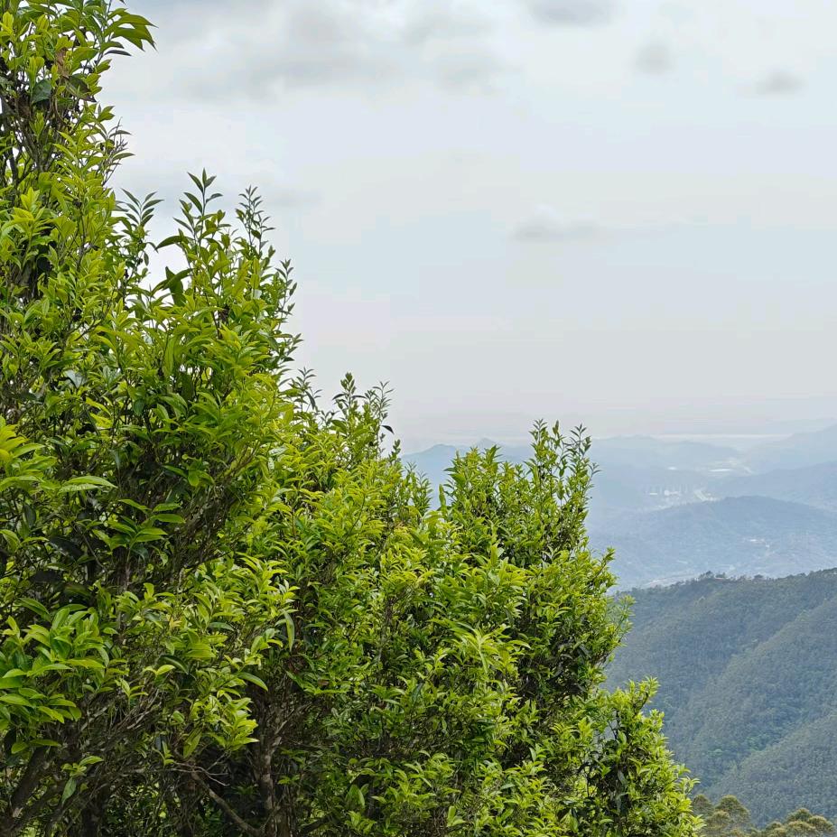 茶业供应链（广东潮州）