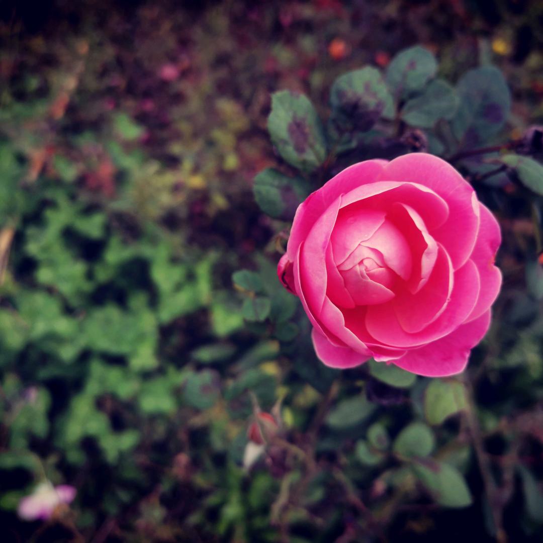 ꧔ꦿ᭄筱岚岚꧔ꦿ᭄