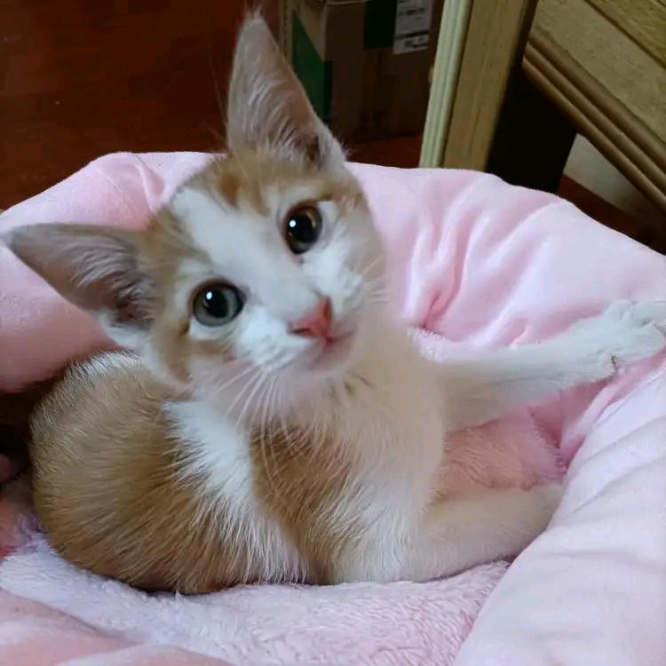 胡萝卜🐰