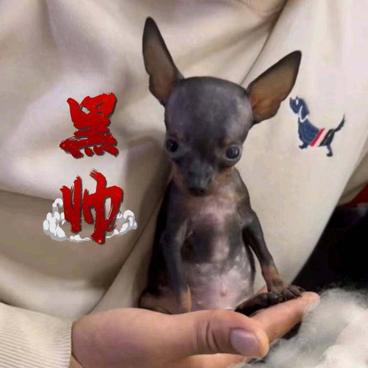 小亮家鹿犬繁育基地【大号】