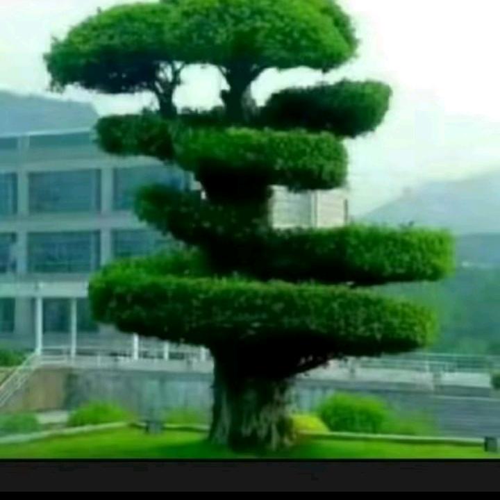 八字午行小到大可以