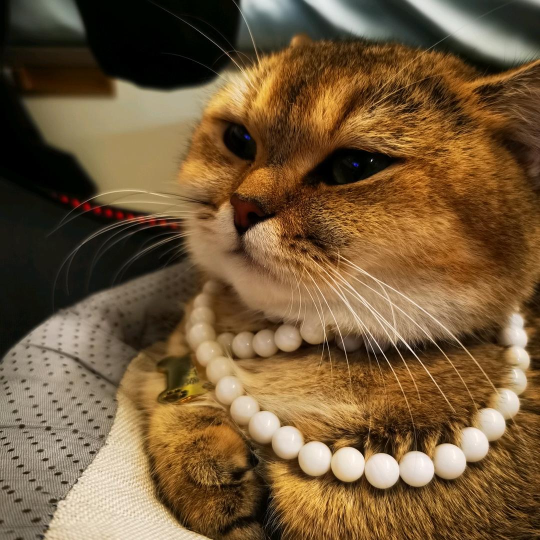 亭里三只鱼头像