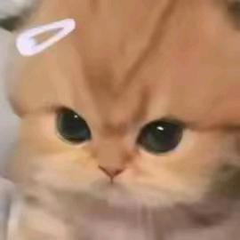 杏拂坞