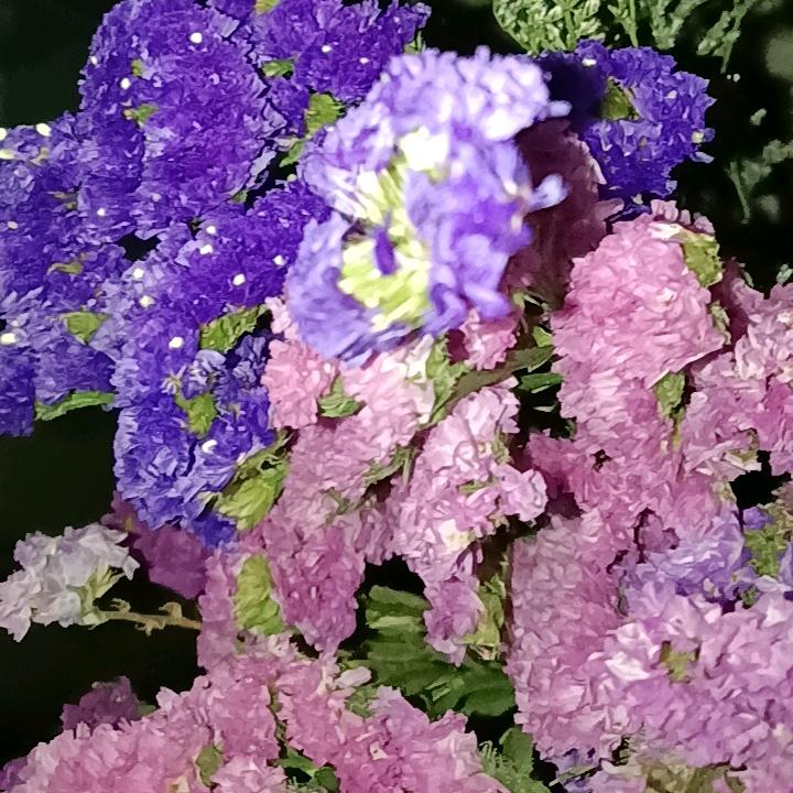 燕子飞飞一