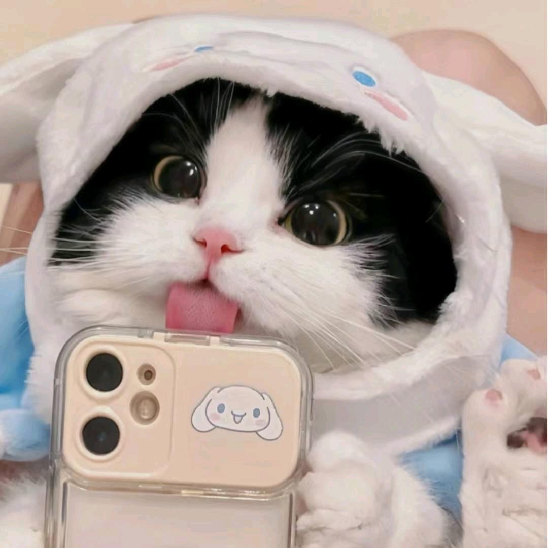 猪猪PigPig