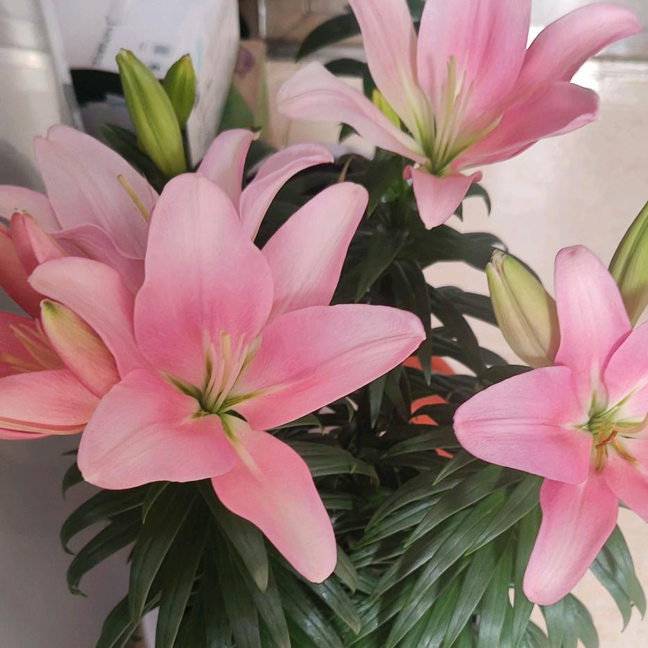 💃梅好🌺