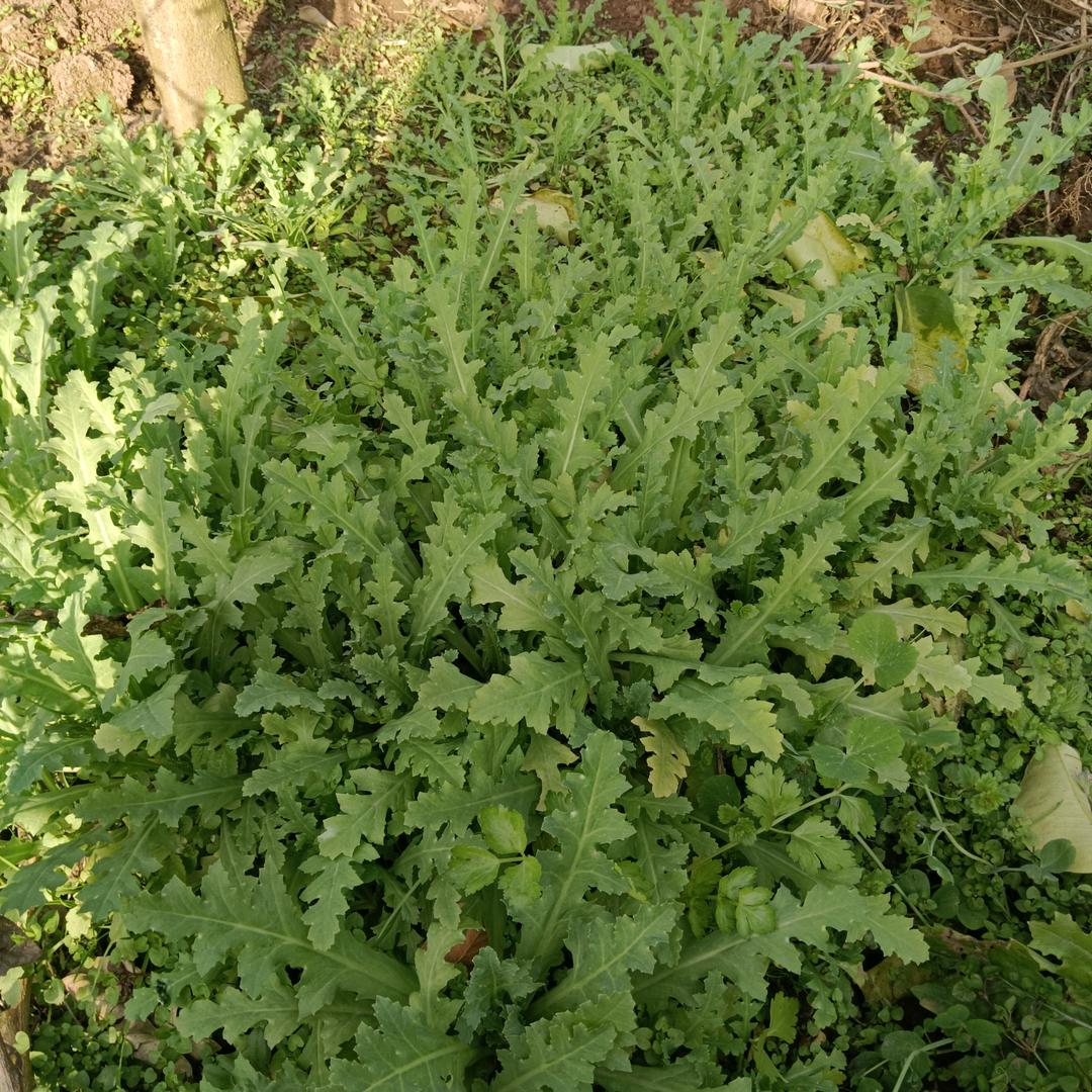 不要慌太阳下山有月光