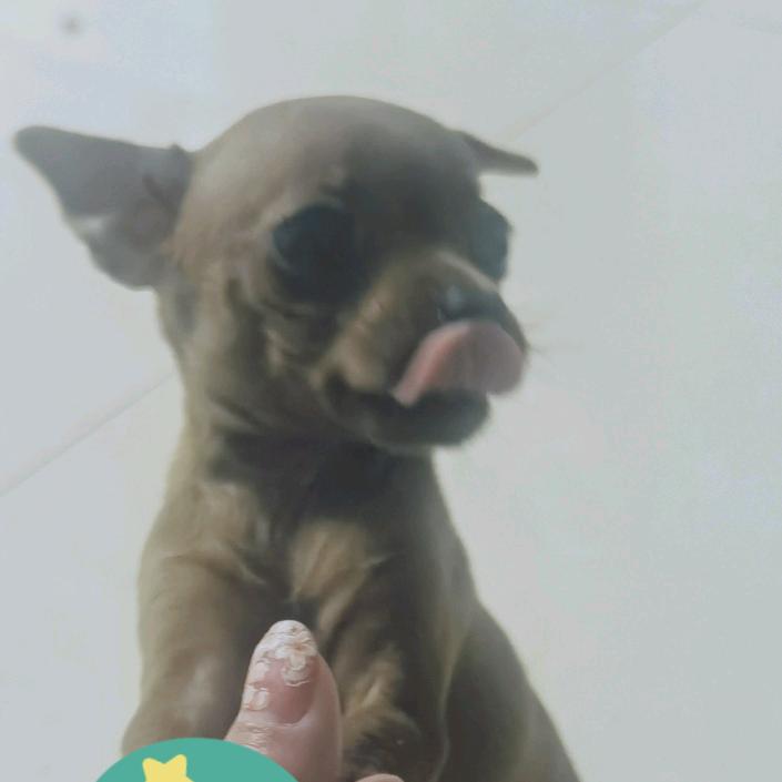 糯米是小鹿犬呀～