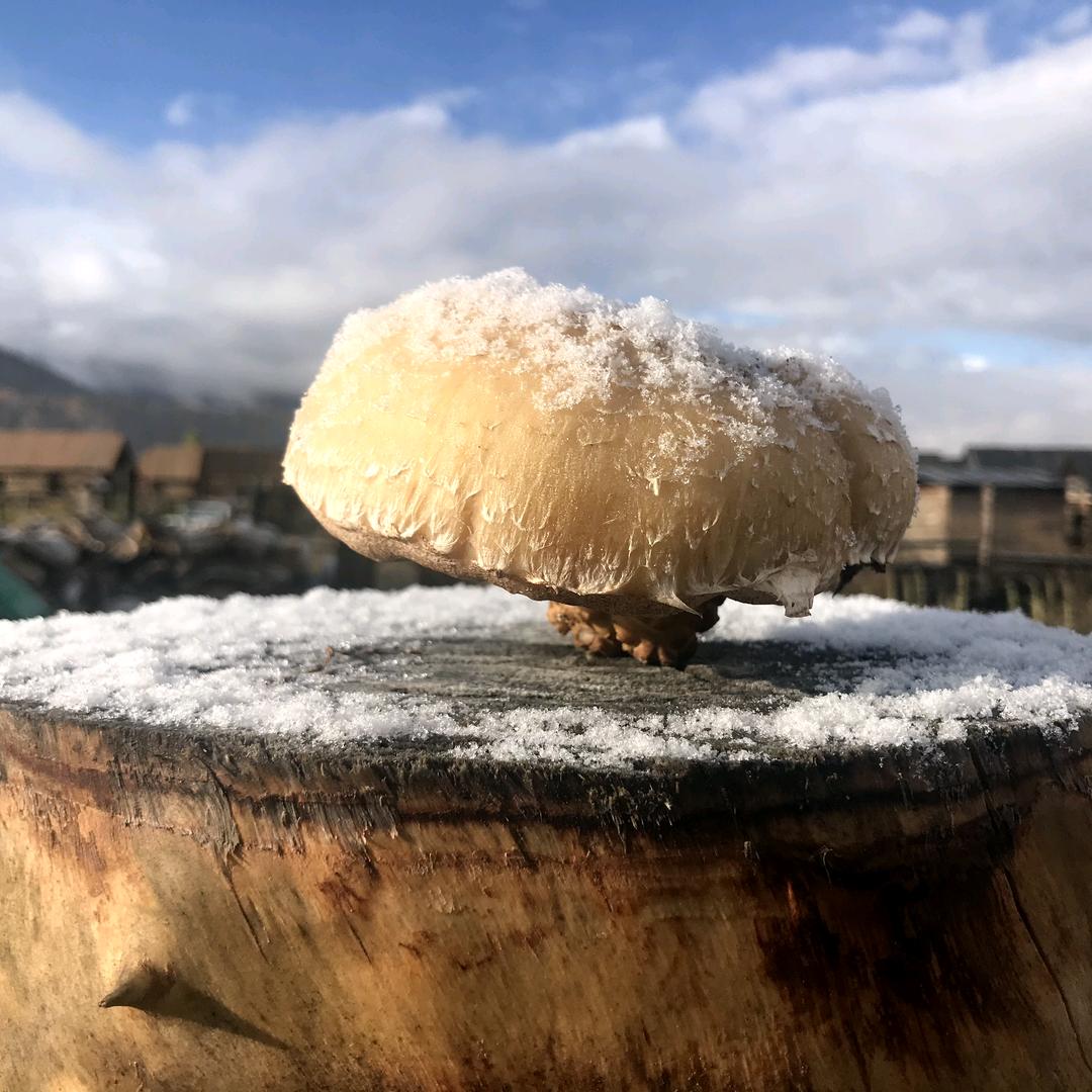 皮皮囡囡