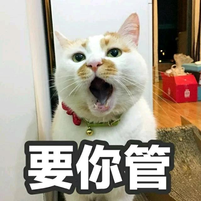 🐈 floor🐈