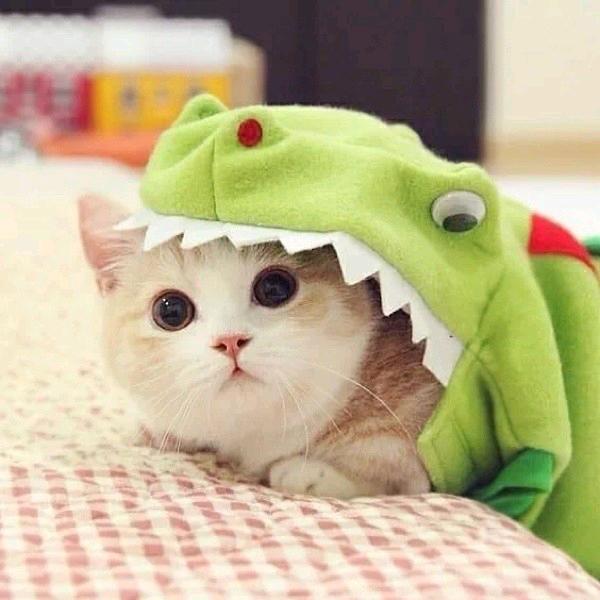 爱笑的猪