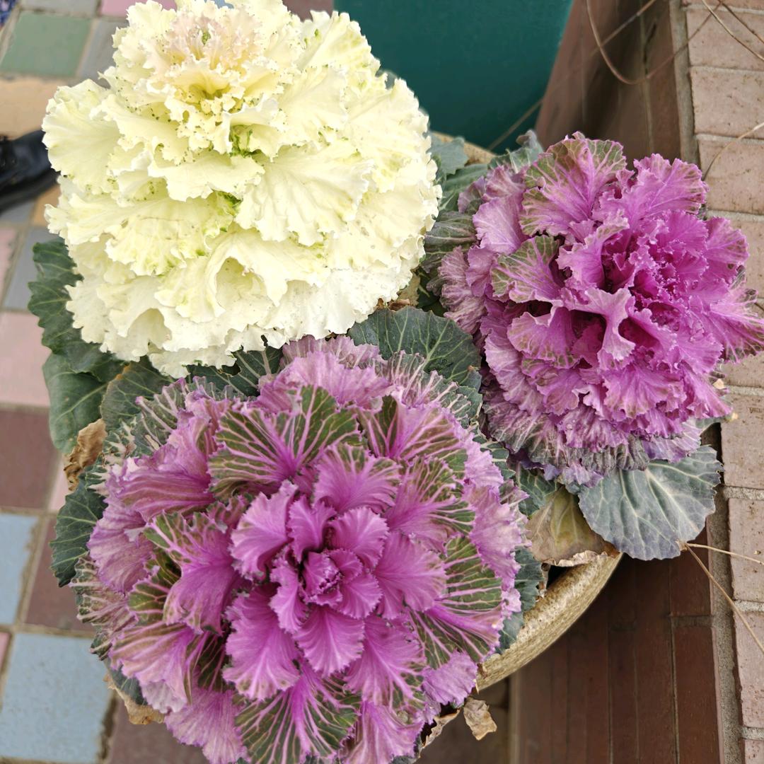 执手踏青