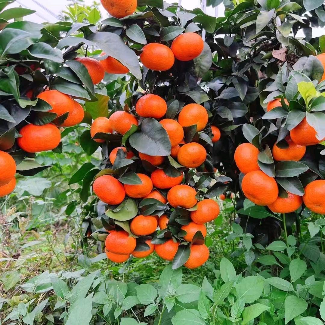 种金秋的新农人