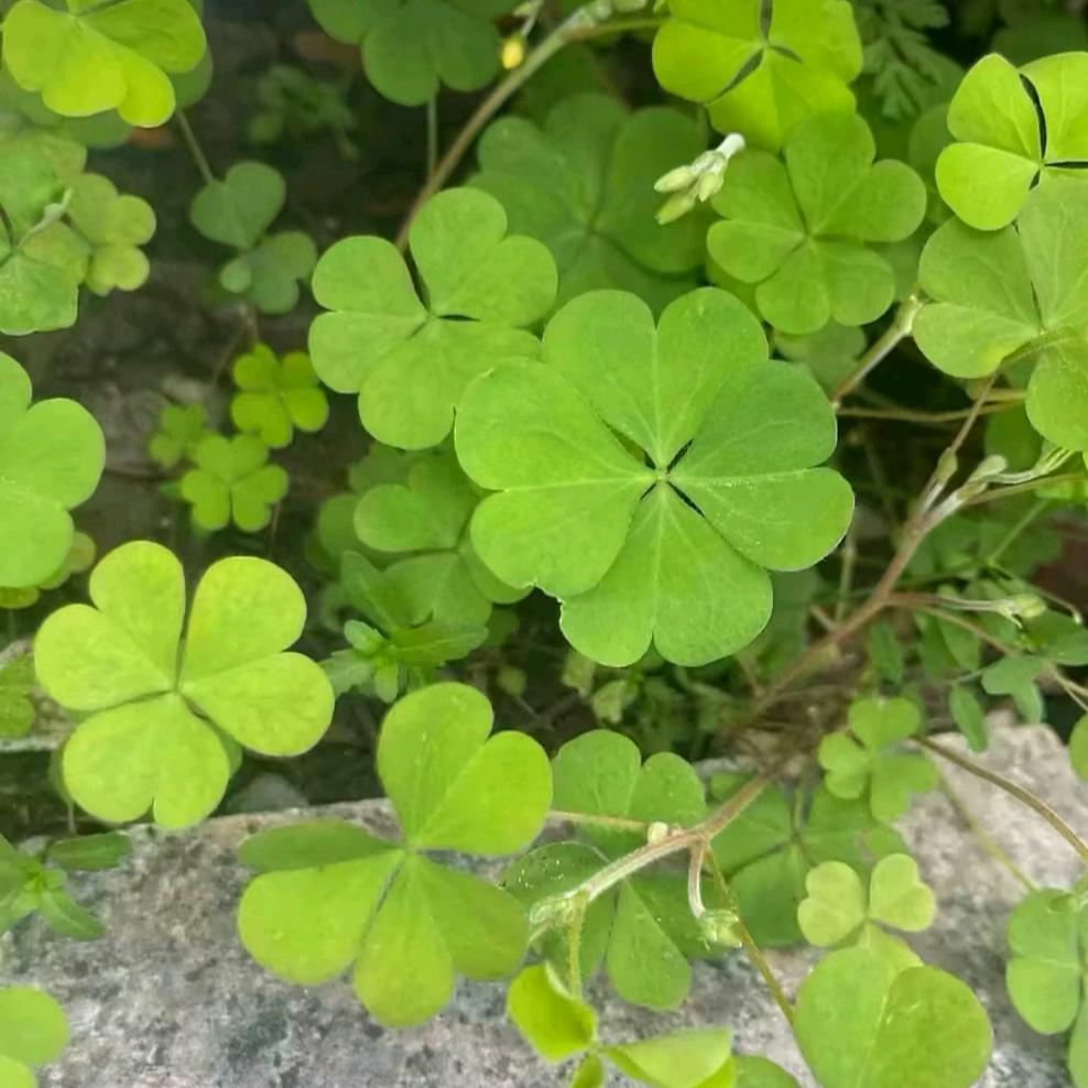 梦🍀