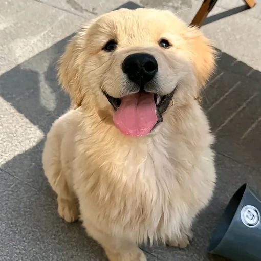 慕顾思