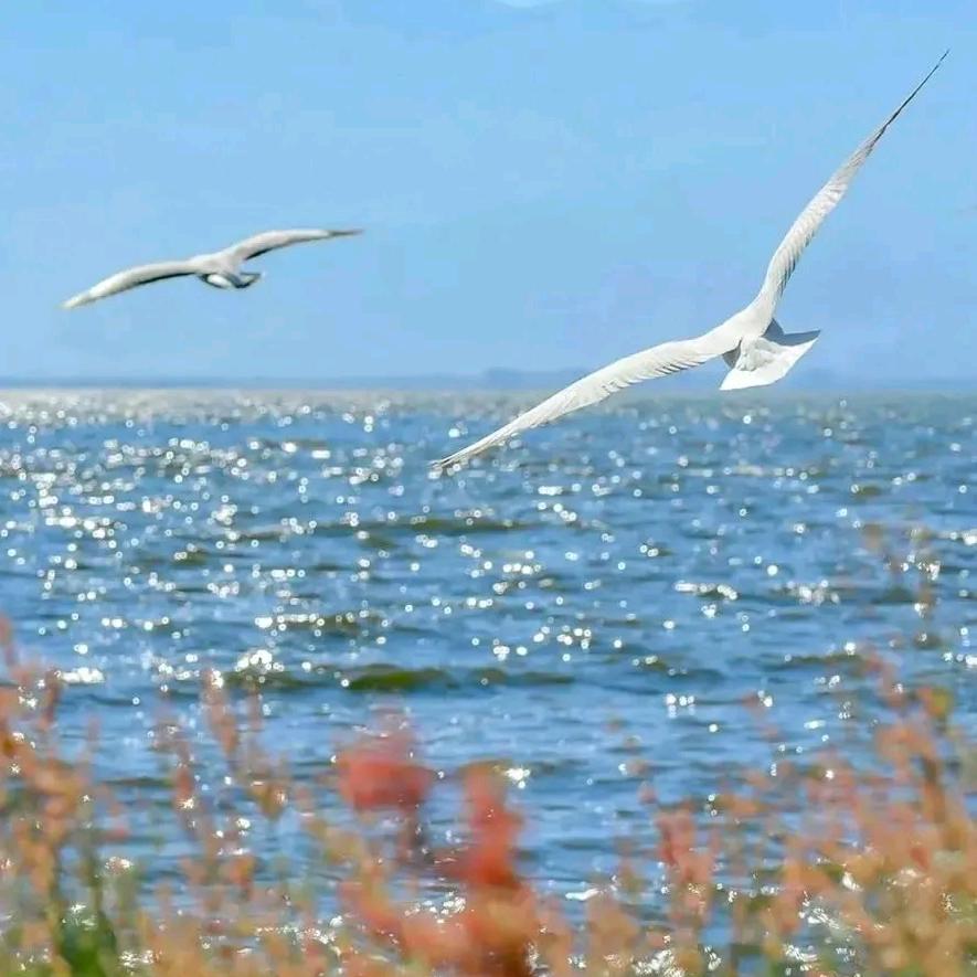 生椰拿铁蘸薯条灬city 星河万里