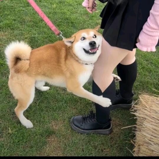 想养一条大黑狗