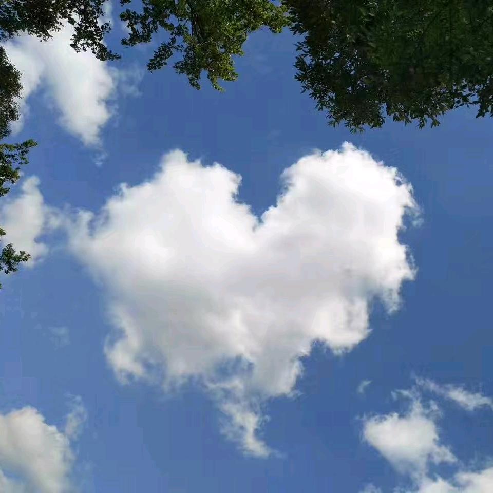 你勾不到的洋槐花