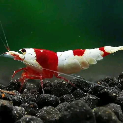 小沫玩转水晶虾