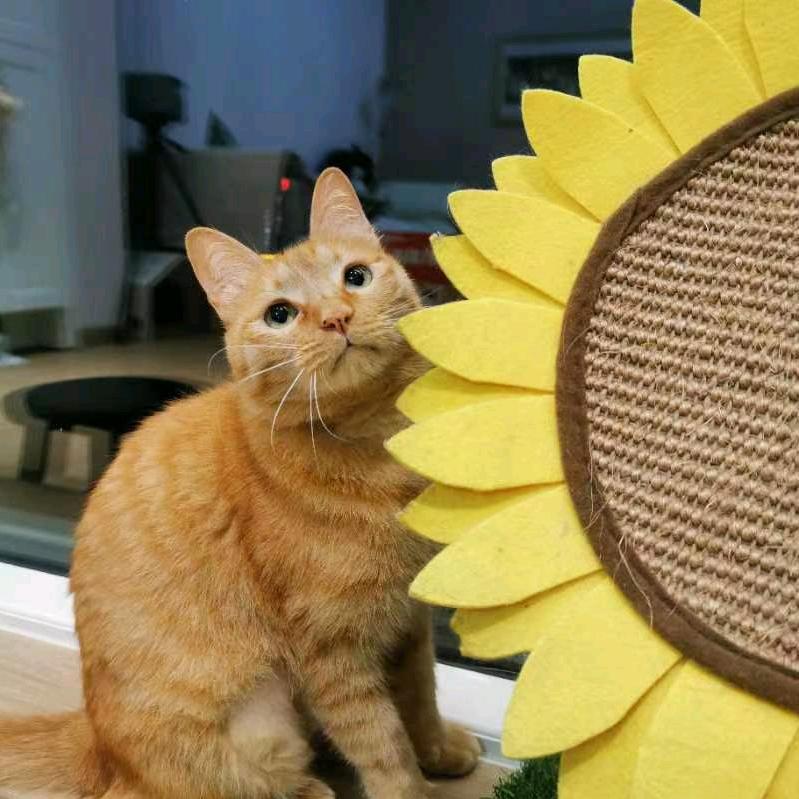 喵野猫咪领养救助