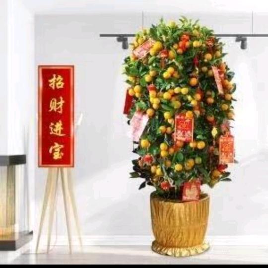 小燕子弋