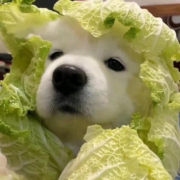 菜狗不吃香菜