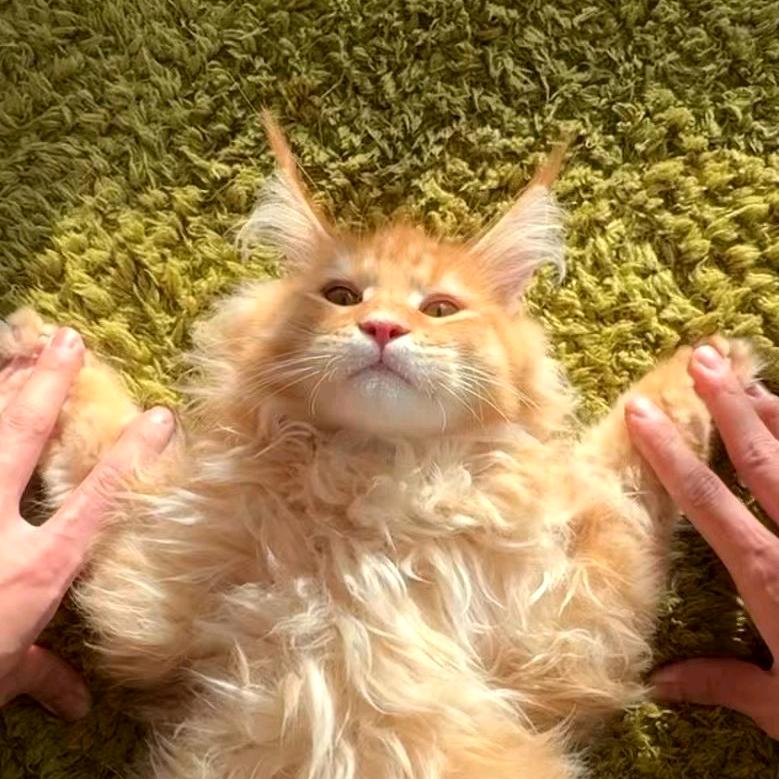 极乐缅因猫舍