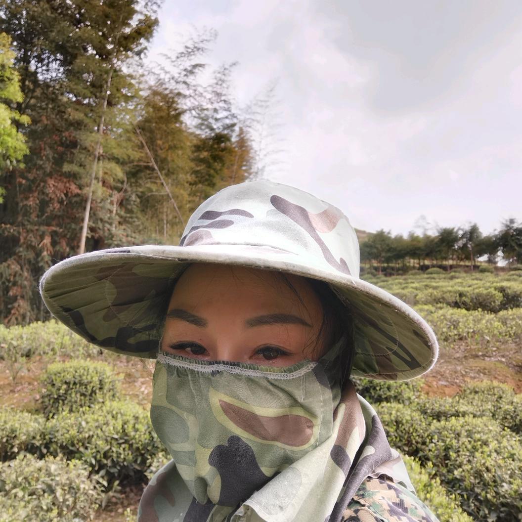 liu liu，高山云雾野茶