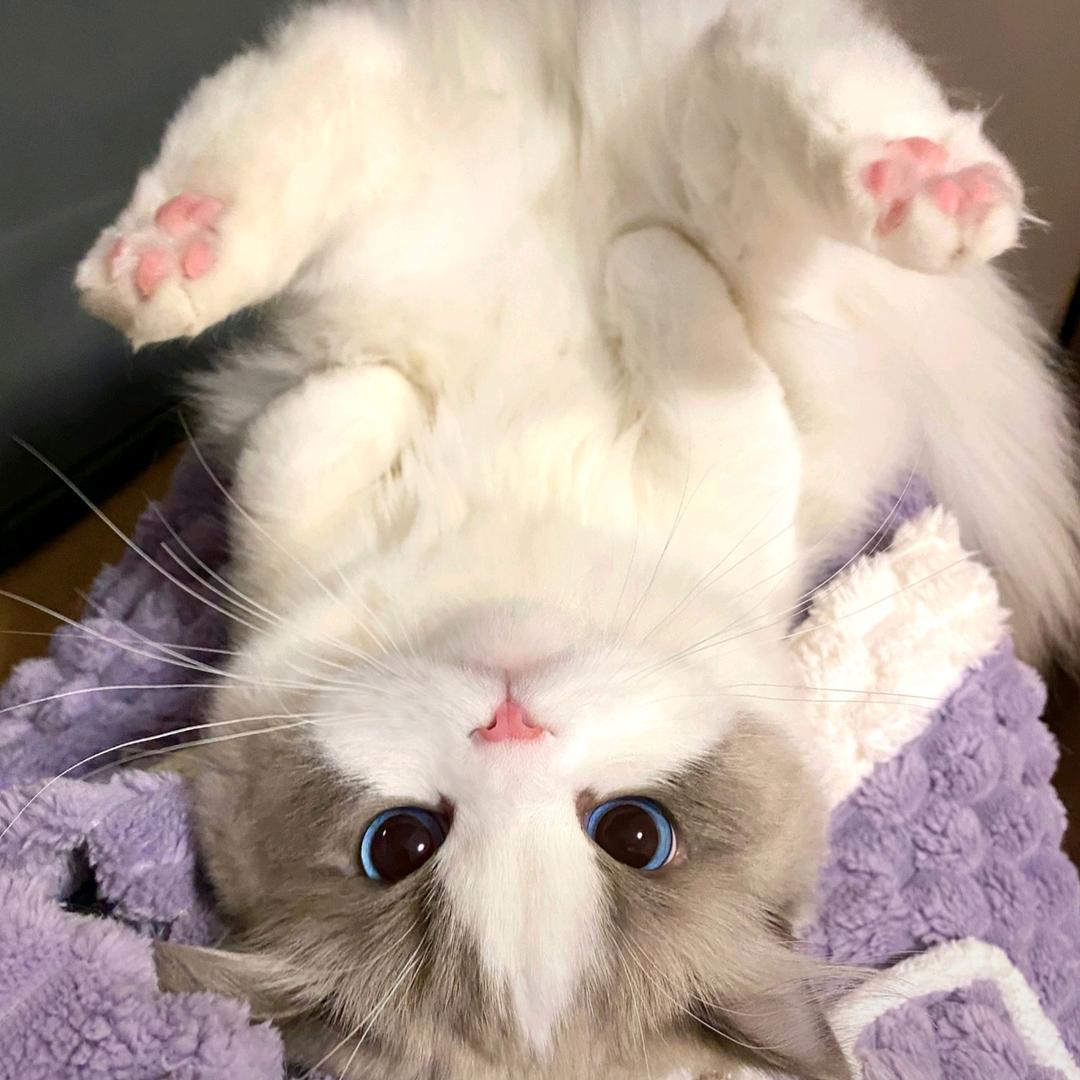 饼饼鱼校花的贴身保镖