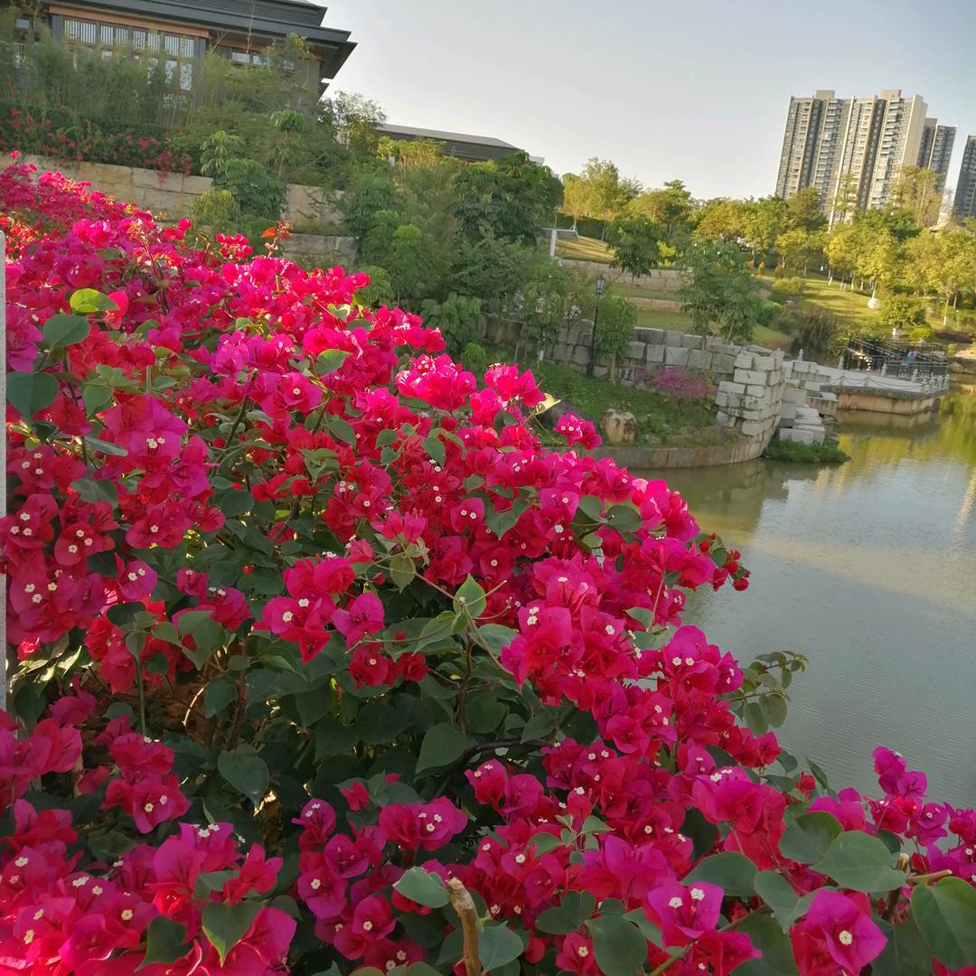 可芯