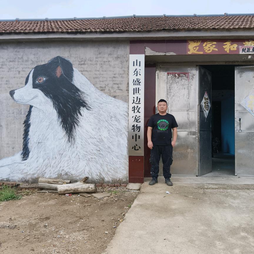 盛世边牧犬舍