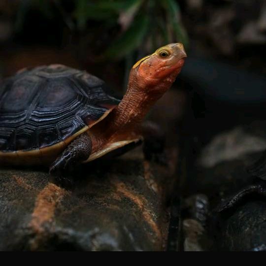 ༄ᐝ辉哥做水陆溪流缸🌄