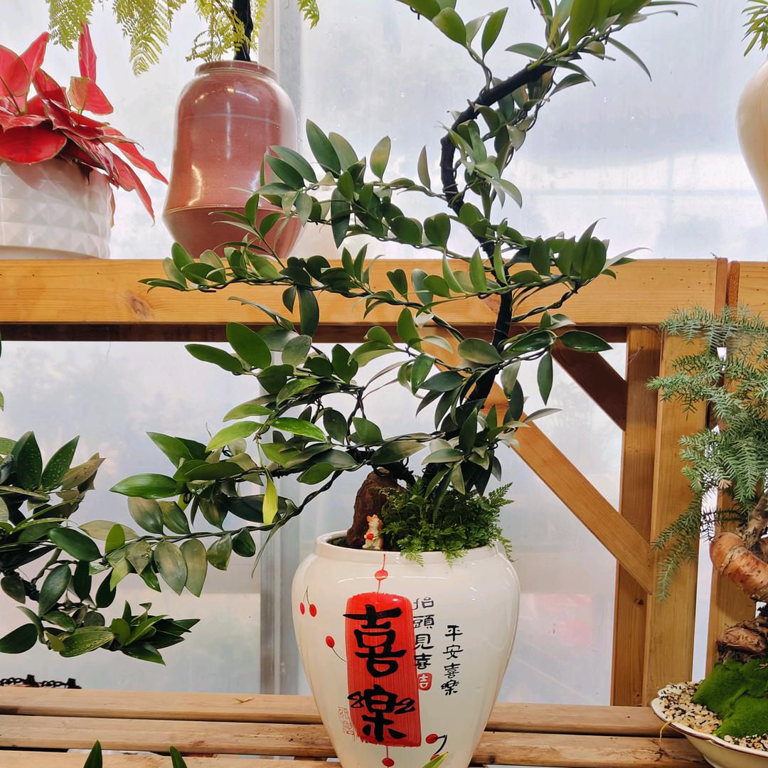 任逍遥