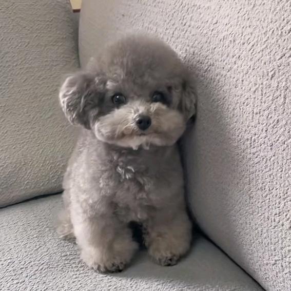 小侯