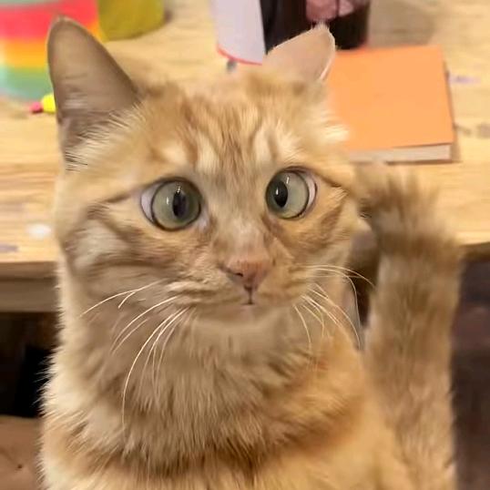笑哈哈😃