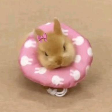 老天才智能呼呼机