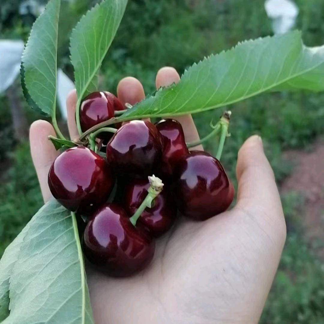 甲根坝水果滚龙锅