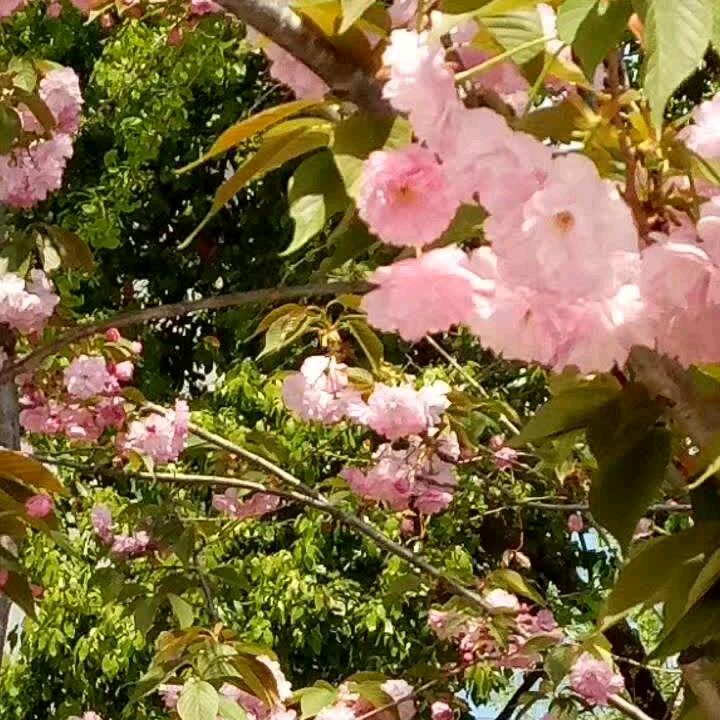菊