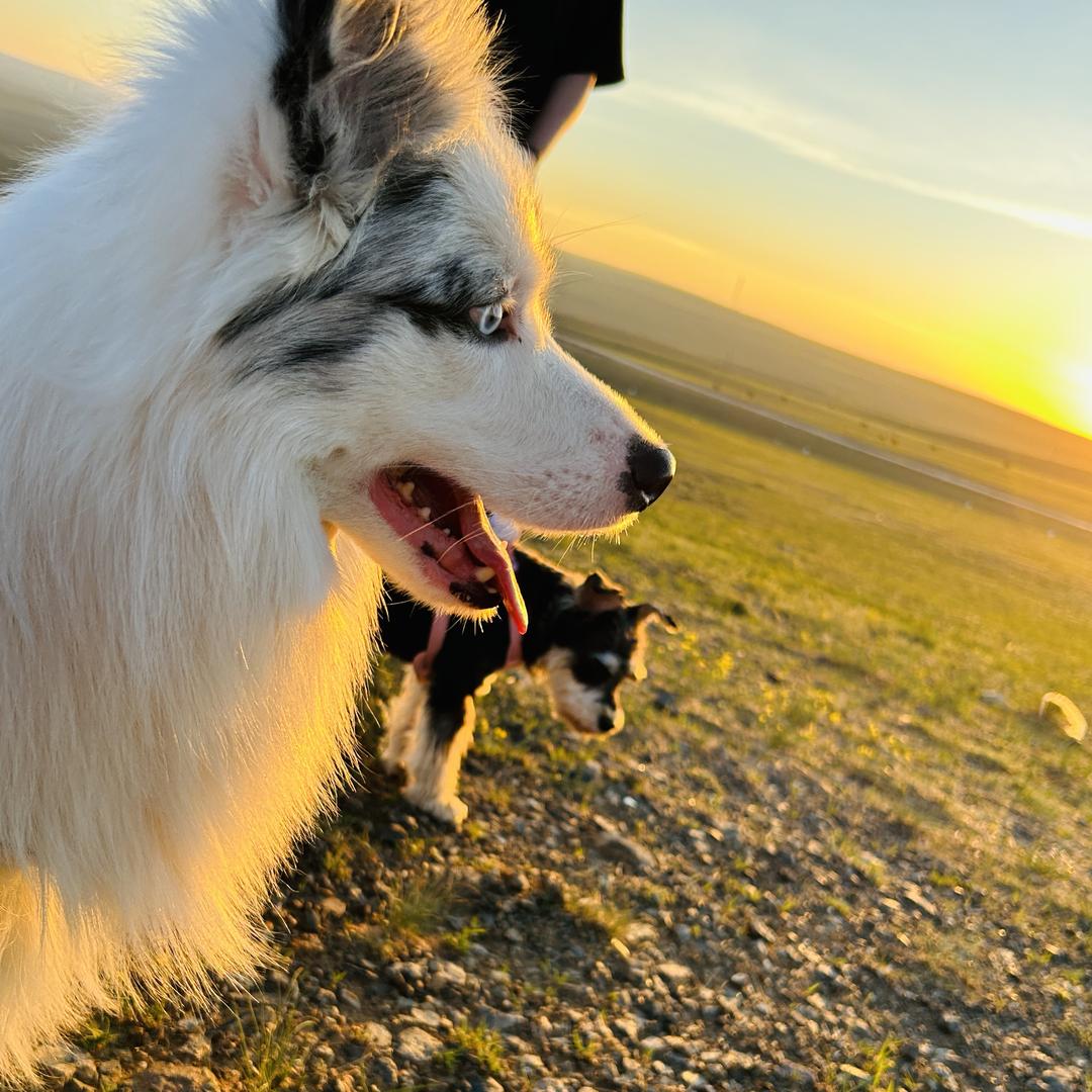 东风是只傻边牧