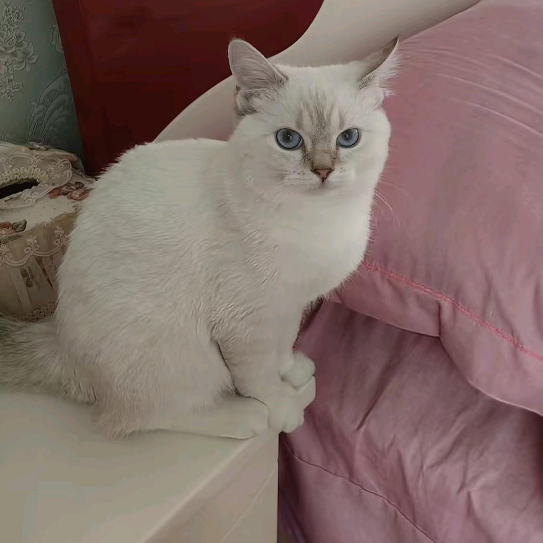 婷宝