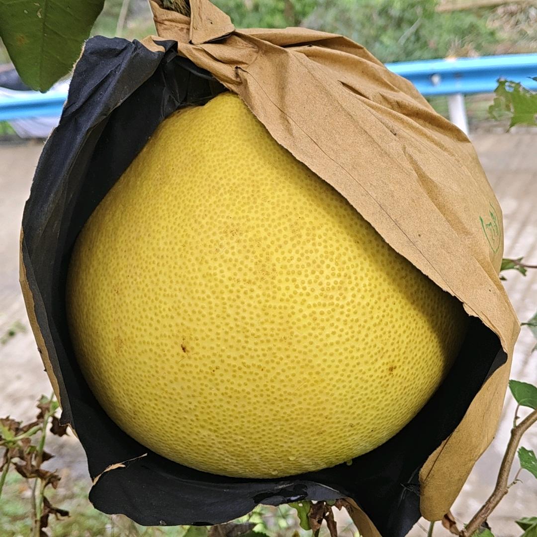 农村人