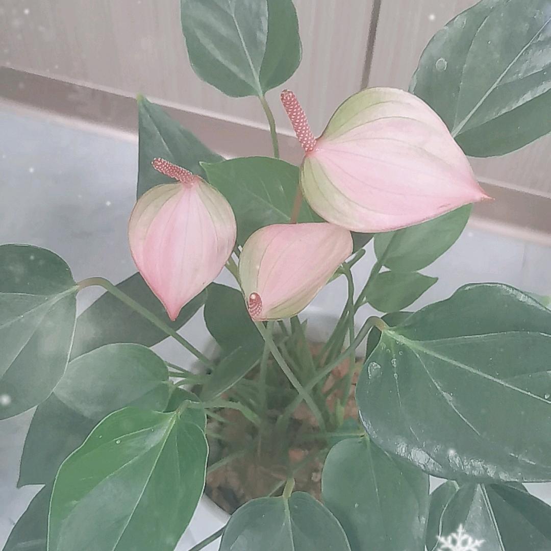 来蕨慰
