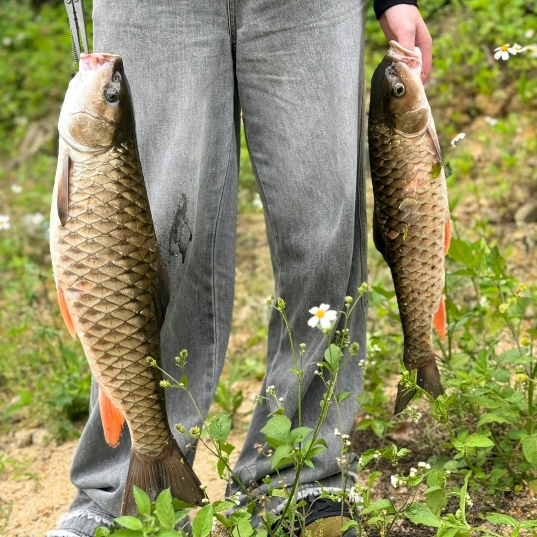老张钓友圈--黄山