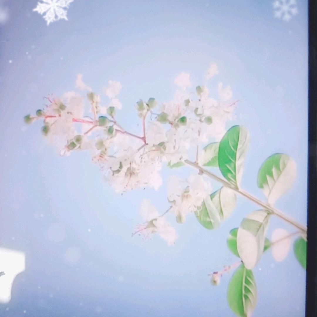 春深杏花乱