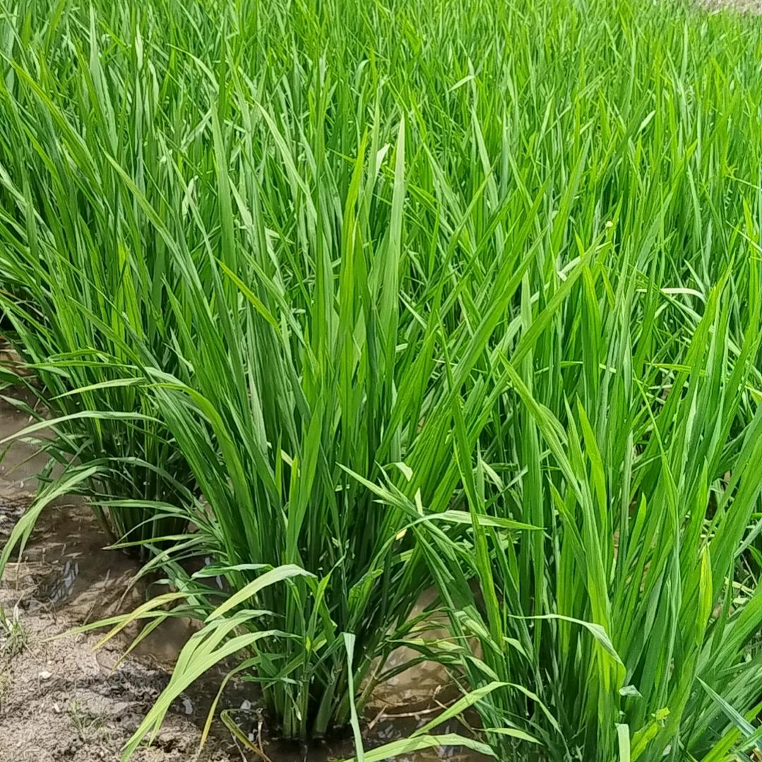 田小芹