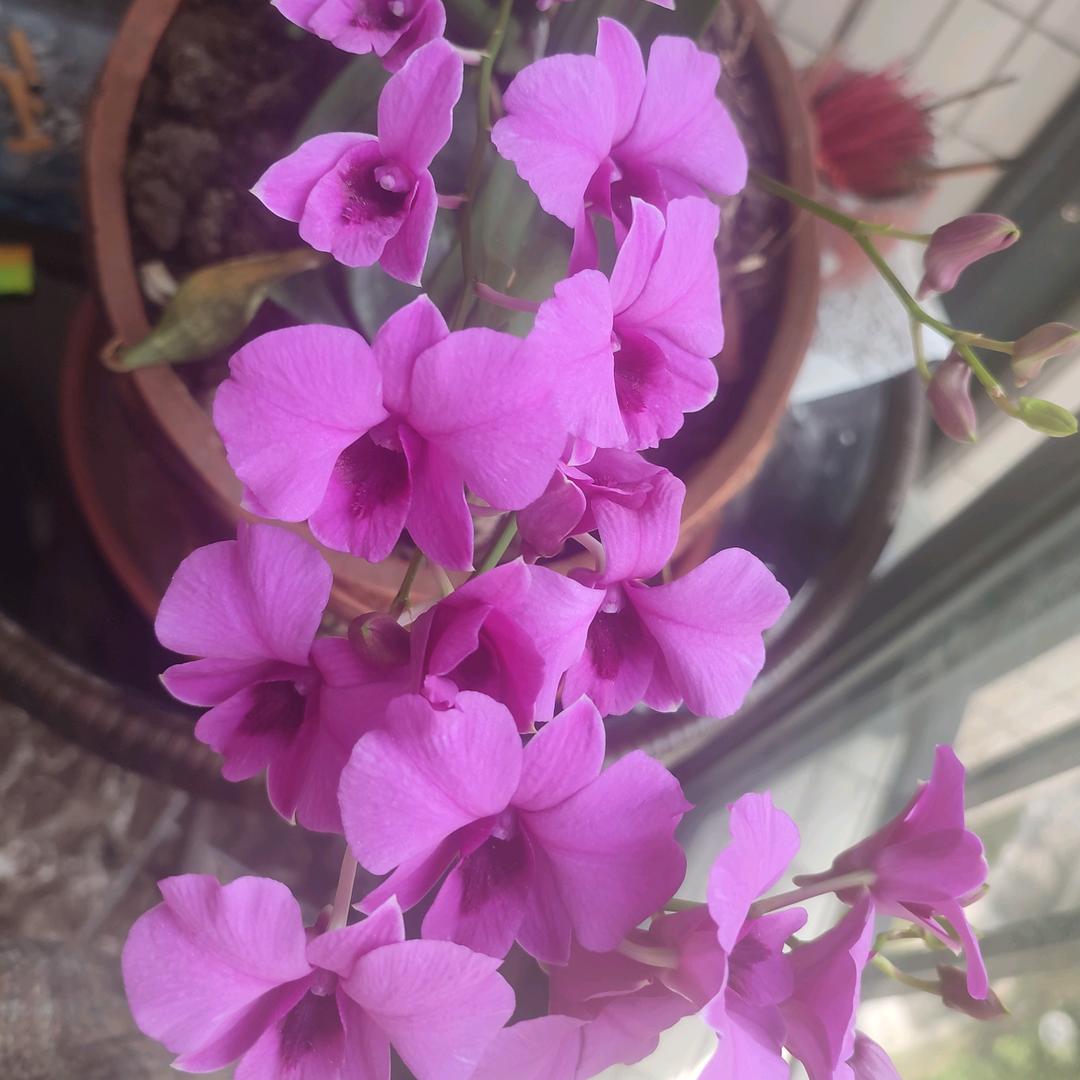 💕木子黎丫💅（拒私聊）